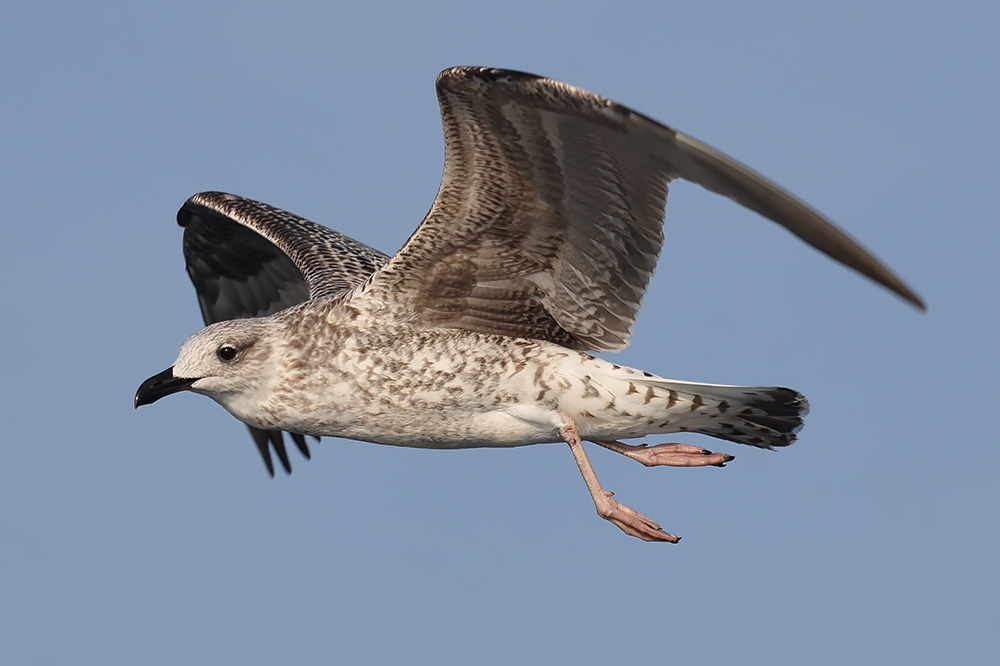 Yellow-legged gull